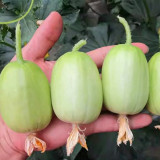 Yuanbao Fruit Cucumber Seeds - High Yield, Easy to Grow, Strong Disease Resistance, Refreshing Taste