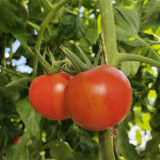 Hokkaido Fruit Tomato Seeds – High Yielding, Disease Resistant, Sweet & Juicy with Great Flavor, Ideal for Fresh Eating