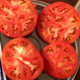 Hokkaido Fruit Tomato Seeds – High Yielding, Disease Resistant, Sweet & Juicy with Great Flavor, Ideal for Fresh Eating