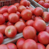 Hokkaido Fruit Tomato Seeds – High Yielding, Disease Resistant, Sweet & Juicy with Great Flavor, Ideal for Fresh Eating