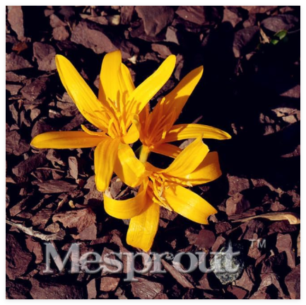 Colchicum Seed Beautiful Plant Seed Flower Seed Tropical Flowers Seed Perennial Herb Colchicum - (Color: 2)