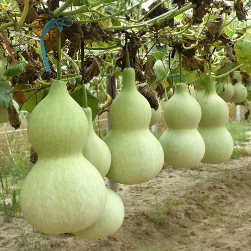 Hezhichun Giant Bottle Gourd Seeds | Ornamental Gourd, Large Fruit for Carving & Crafts, for Courtyard Planting