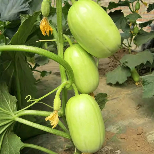 Yuanbao Fruit Cucumber Seeds - High Yield, Easy to Grow, Strong Disease Resistance, Refreshing Taste