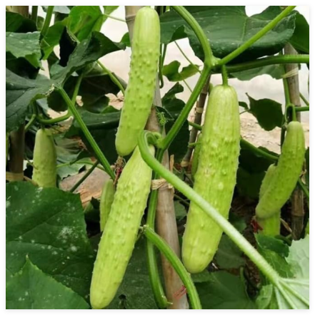 Organic Korean White Green Sweet Crisp Cucumber Seeds