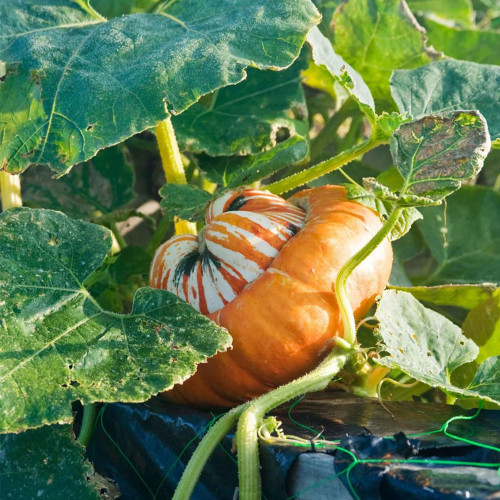 Hezhichun Turk's Turban Pumpkin Seeds | Tender Sweet Flesh, Nutty Aroma, Unique Incense Burner Shape for Ornamental & Culinary Use