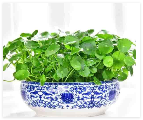 Hydrocotyle Vulgaris Seed Potted Aquarium Plants