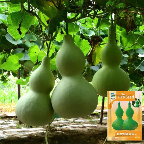 Hezhichun Giant Bottle Gourd Seeds | Ornamental Gourd, Large Fruit for Carving & Crafts, for Courtyard Planting