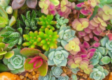 Beautiful Mixed Sedum Seeds - Succulent groundcover