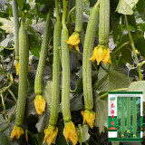 Thailand Medium Green Luffa Seeds | F1 Hybrid, High Yield, Early Maturity, Disease Resistant