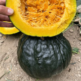 Sweet as Honey Pumpkin Seeds – Early Maturing & High Yielding, Sweet & Glutinous Flesh, Ideal for Home Gardens