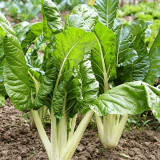 White-stemmed Leaf Beet Seeds - Early Maturing, Vigorous Growth, Large Leaves, Low Fiber, Great Taste