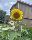 Giant Titan Sunflower Seeds Huge Heads