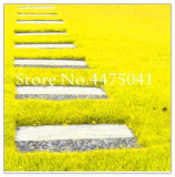 Japanese Forest Grass Seed, Rainbow Perennial Evergreen Lawn Seed (Color: 3)