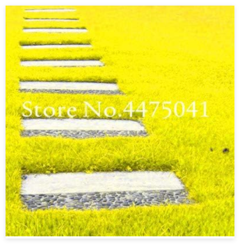 Japanese Forest Grass Seed, Rainbow Perennial Evergreen Lawn Seed (Color: 3)