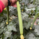Thailand Medium Green Luffa Seeds | F1 Hybrid, High Yield, Early Maturity, Disease Resistant