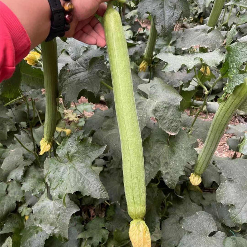 Thailand Medium Green Luffa Seeds | F1 Hybrid, High Yield, Early Maturity, Disease Resistant