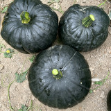 Sweet as Honey Pumpkin Seeds – Early Maturing & High Yielding, Sweet & Glutinous Flesh, Ideal for Home Gardens