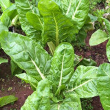 White-stemmed Leaf Beet Seeds - Early Maturing, Vigorous Growth, Large Leaves, Low Fiber, Great Taste