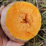 Honey Jar Pumpkin Seeds - Medium Maturing Variety, Strong Stress Tolerance, Wide Adaptability, High Yield, Excellent Taste