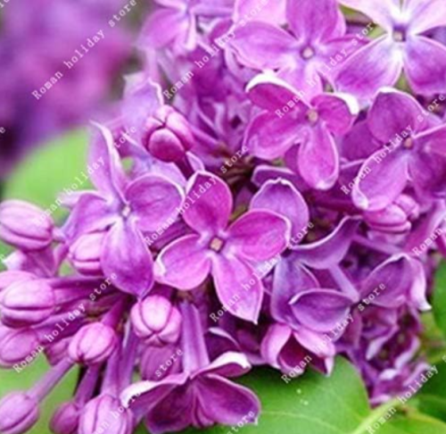 Syzygium Aromaticum Flower Seed Plants for Home Garden Beautiful Natural Flowers