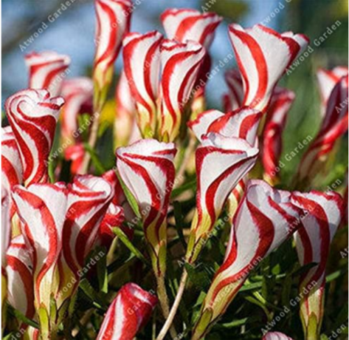 Oxalis Flowers Bulb Red White Rotary Oxalis Bulb World's Rare Flowers for Garden