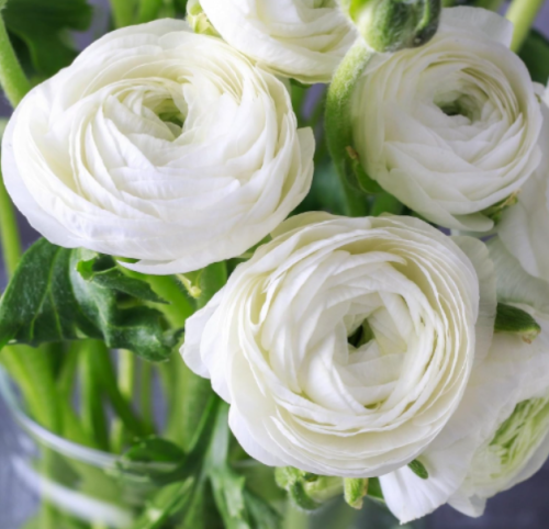 Ranunculus Buttercup White 10 Plant Bulbs, Spring Flowers