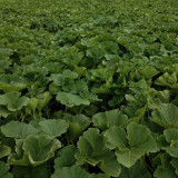 Honey Jar Pumpkin Seeds - Medium Maturing Variety, Strong Stress Tolerance, Wide Adaptability, High Yield, Excellent Taste