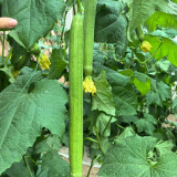 Thailand Medium Green Luffa Seeds | F1 Hybrid, High Yield, Early Maturity, Disease Resistant