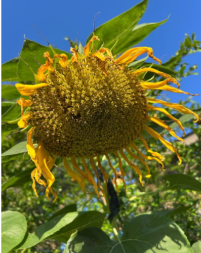 Mongolian Giant Sunflower Seeds Non-GMO