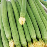 Thailand Medium Green Luffa Seeds | F1 Hybrid, High Yield, Early Maturity, Disease Resistant