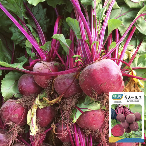 Dutch Red Beetroot Seeds | Hybrid Variety, High Yield, Spherical Root, Sweet Crisp Taste for Fresh Market & Processing