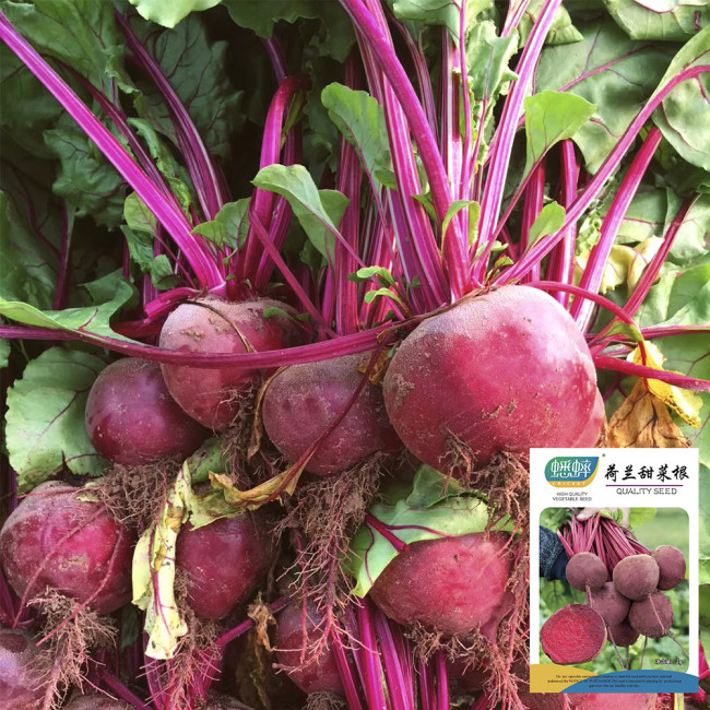 Dutch Red Beetroot Seeds | Hybrid Variety, High Yield, Spherical Root, Sweet Crisp Taste for Fresh Market & Processing