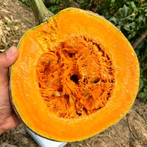 Honey Jar Pumpkin Seeds - Medium Maturing Variety, Strong Stress Tolerance, Wide Adaptability, High Yield, Excellent Taste
