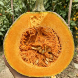 Honey Jar Pumpkin Seeds - Medium Maturing Variety, Strong Stress Tolerance, Wide Adaptability, High Yield, Excellent Taste