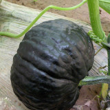 Sweet as Honey Pumpkin Seeds – Early Maturing & High Yielding, Sweet & Glutinous Flesh, Ideal for Home Gardens