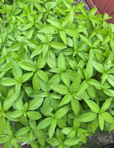 Organic Jute Leaf Seeds Ewedu Molokhia Saluyot Egyptian Spinach