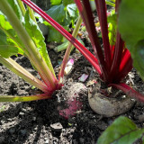 Dutch Red Beetroot Seeds | Hybrid Variety, High Yield, Spherical Root, Sweet Crisp Taste for Fresh Market & Processing