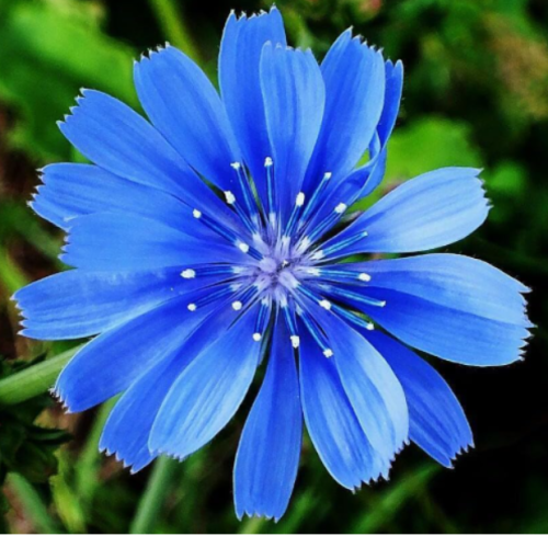 Chicory Seeds | Non-GMO