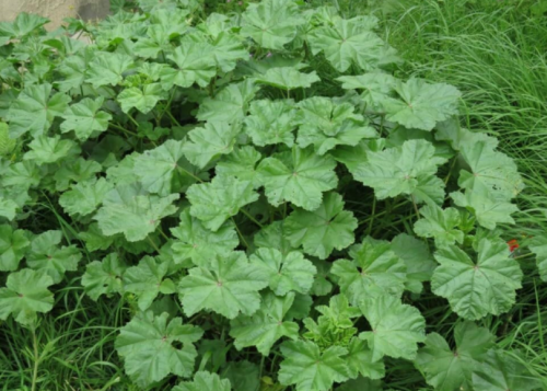 Common Mallow (Malva Neglecta) Seeds