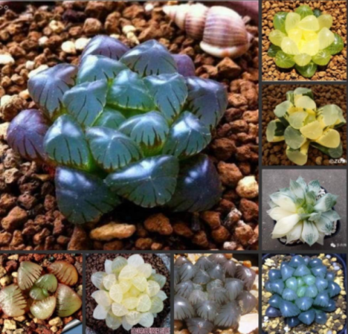 Fresh Real Haworthia cooperi Baker Plant semillas Sementes C1-25 - (Color: 19)