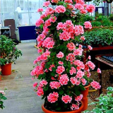 Rare Climbing Geranium Seed Pelargonium Peltatum Perennial Flowers Indoor Home Garden (Color: 6)