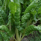 White-stemmed Leaf Beet Seeds - Early Maturing, Vigorous Growth, Large Leaves, Low Fiber, Great Taste