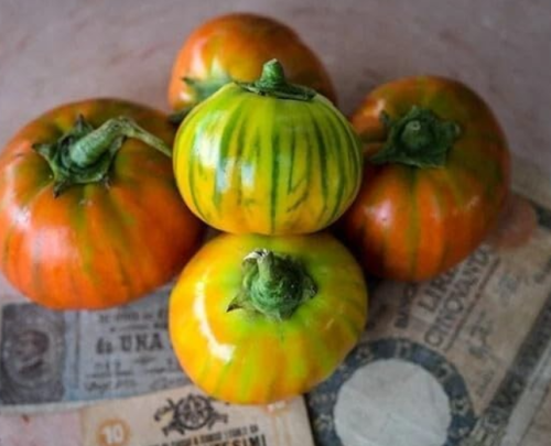 Melanzana Rossa Di Rotonda Orange Eggplant Seeds