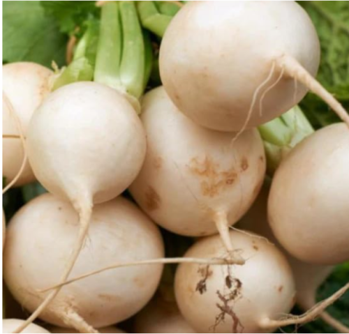 Shogoin Turnip Seeds Planting White Japanese Hakurei