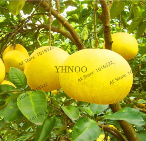 Edible Fruit Citrus Maxima Pamplemousse Jabong Shaddock Garden Tropical Exotic Pomelo Tree