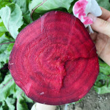 Dutch Red Beetroot Seeds | Hybrid Variety, High Yield, Spherical Root, Sweet Crisp Taste for Fresh Market & Processing