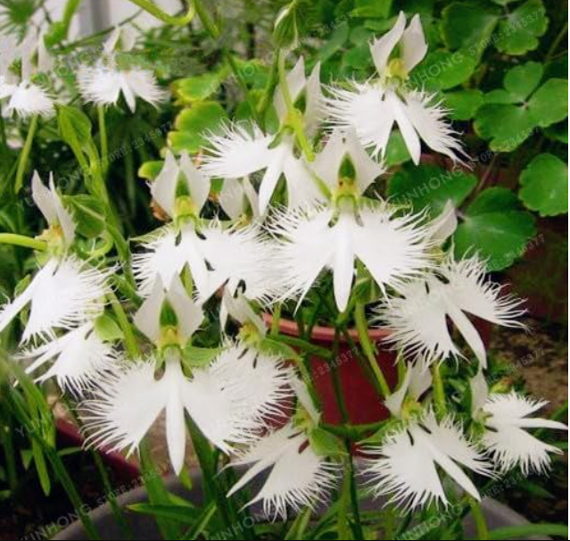 Japanese Radiata Seed White Egret Orchid Seed World's Rare Orchid