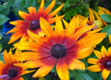 Rudbeckia Autumn Colors Seeds