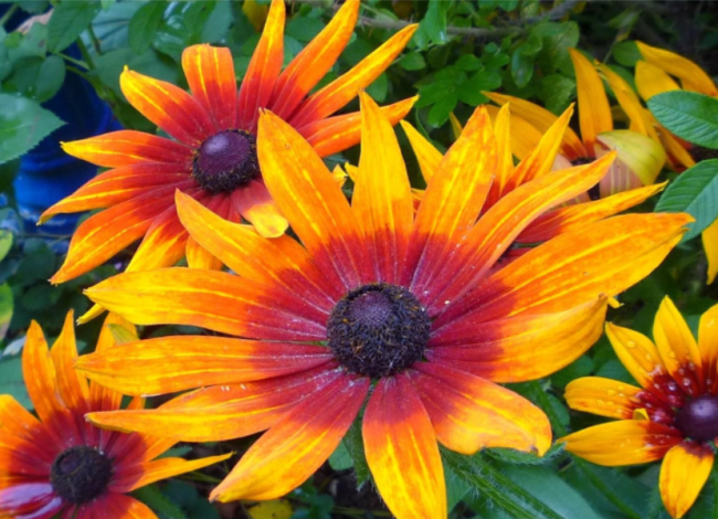 Rudbeckia Autumn Colors Seeds