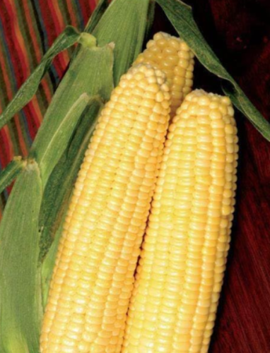 Sweet Corn Seed: Early Sunglow Sweet Corn Seed. Fresh Bulk Seed